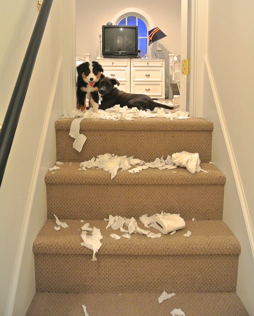 Teen bonding, get a dog