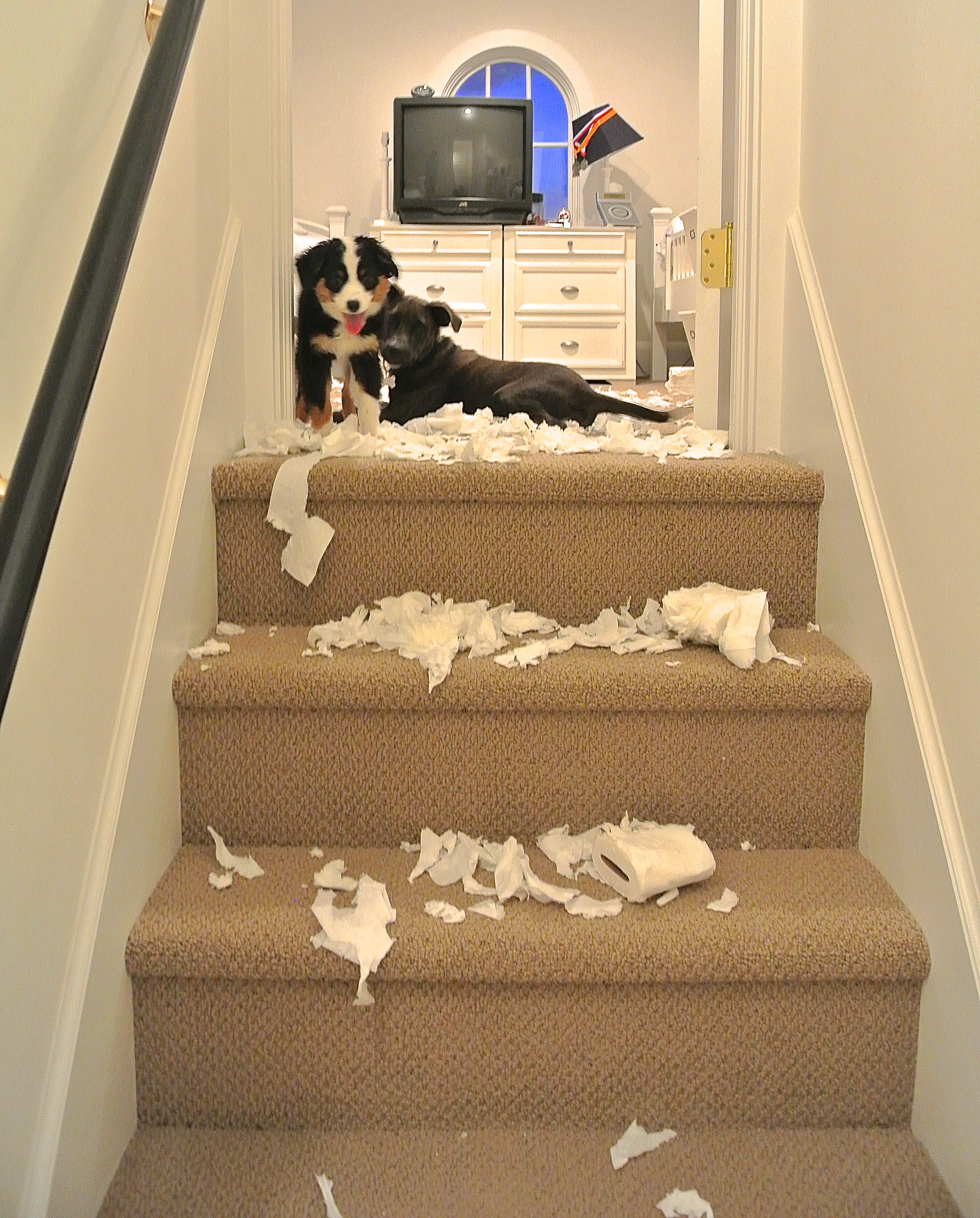 Teen bonding, get a dog