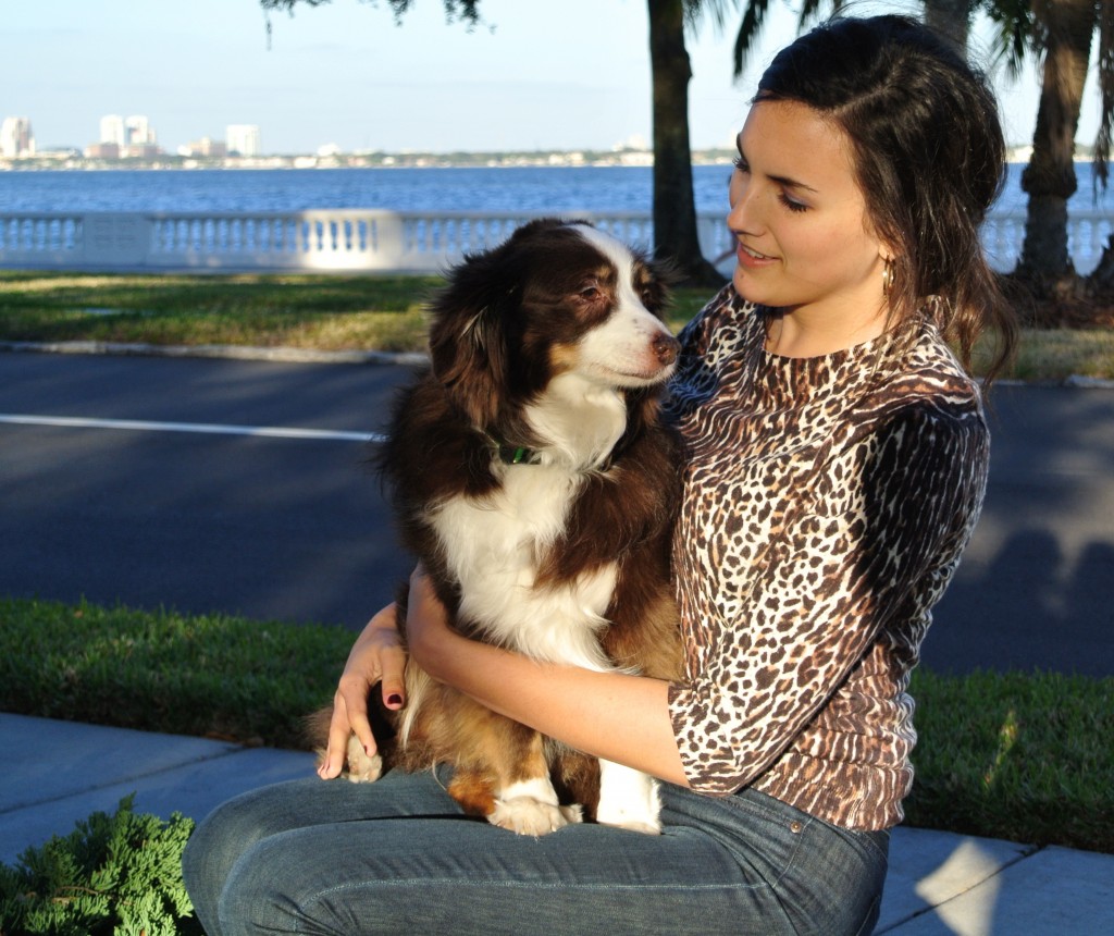Miniature australian shepherd